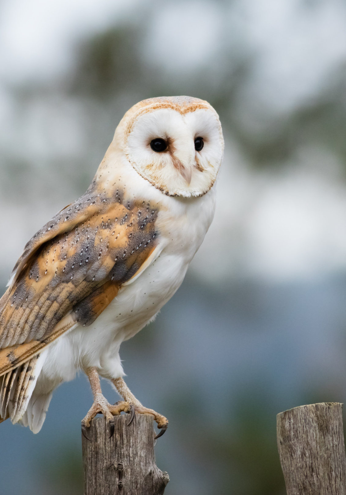 Portrait of a Barn Owl perches on a fence post.